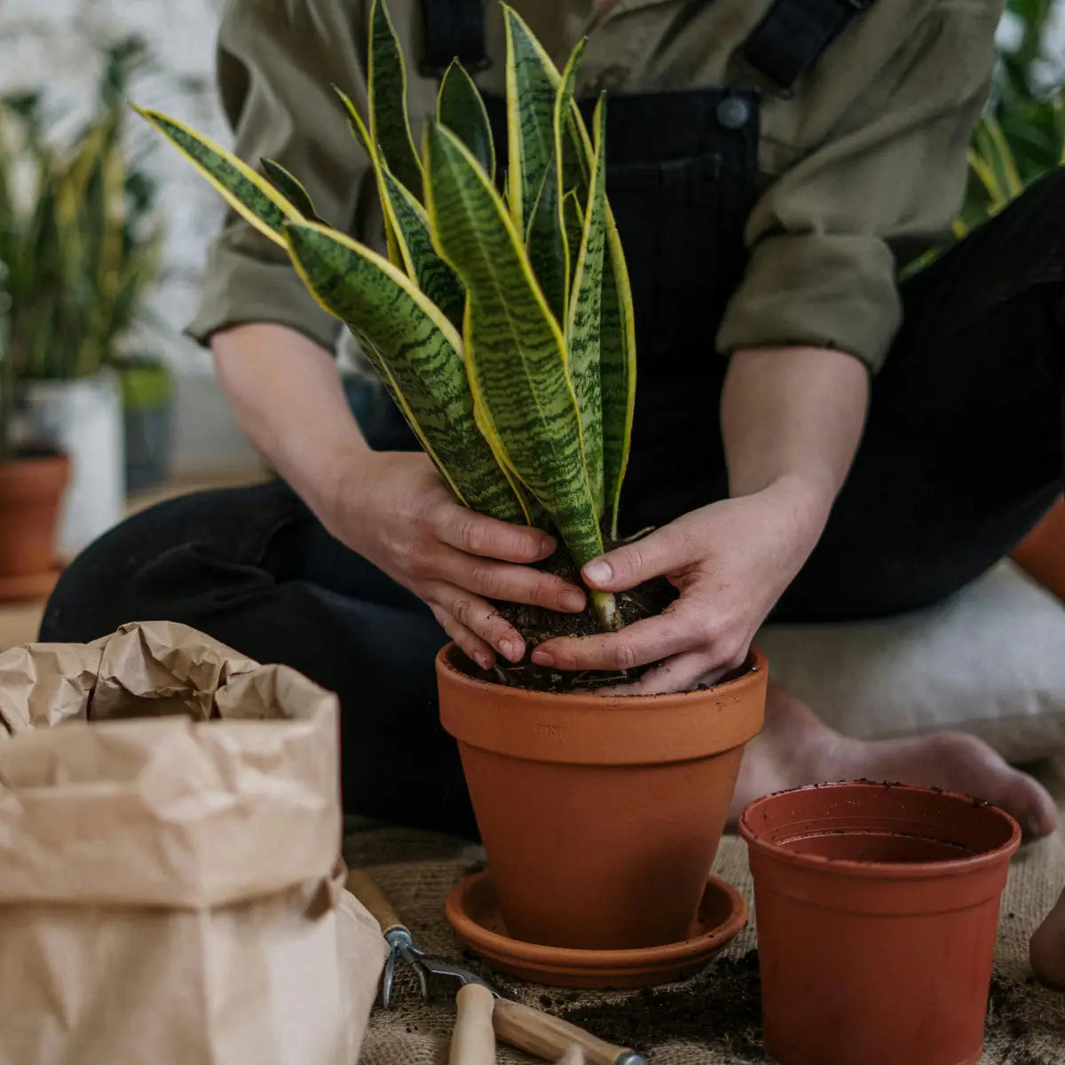 Indoor Gardening