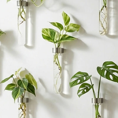 Water-Plant Wall